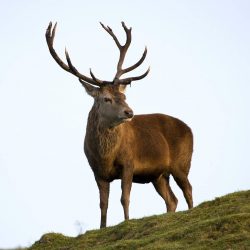 deer2