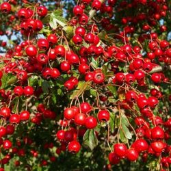 hawthorn1